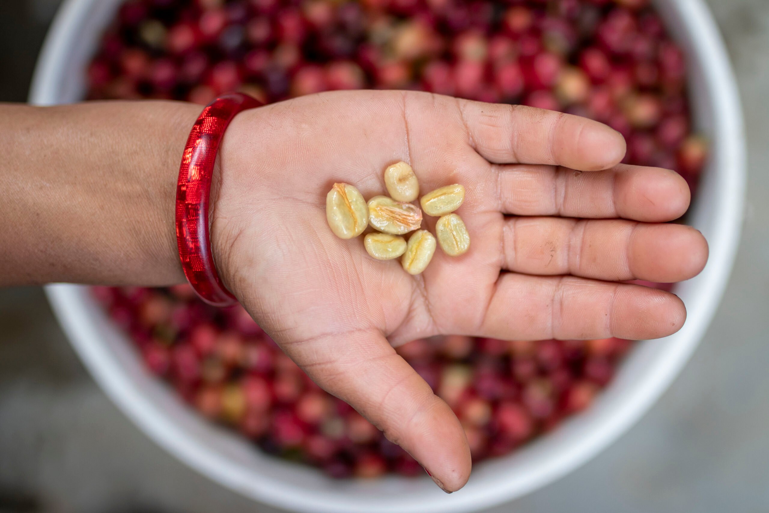 open palm of a hand holding coffee cherries