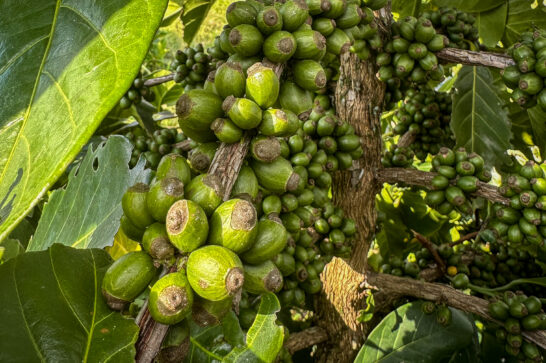 green coffee cherries in the sun