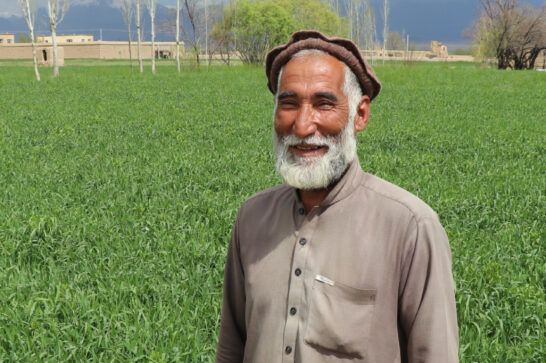 Afghan wheat farmer.