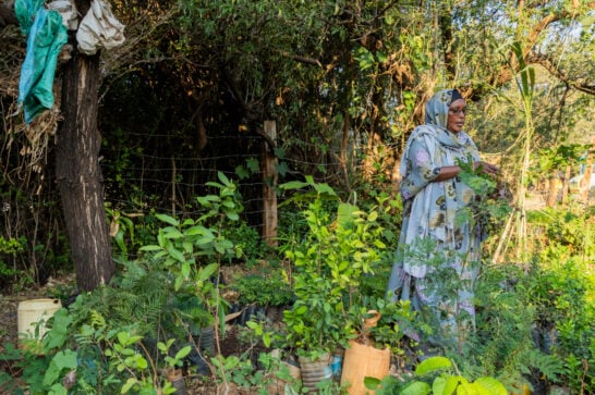 A Kenyan female farmer at work in her garden.