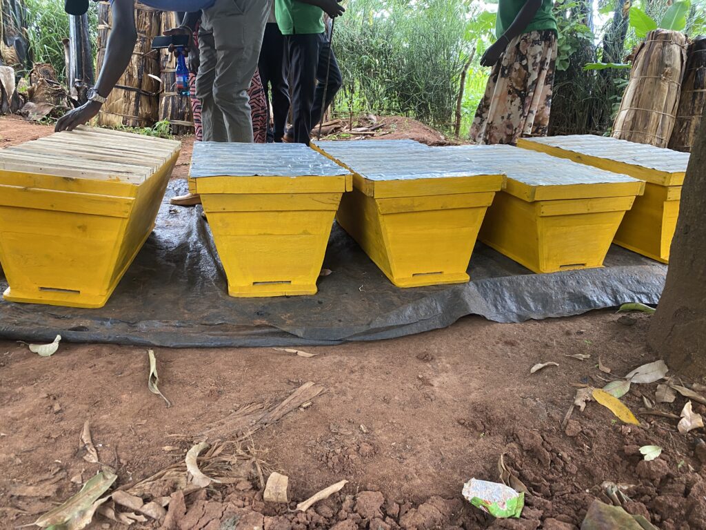Beehives on a Rwandan farm.