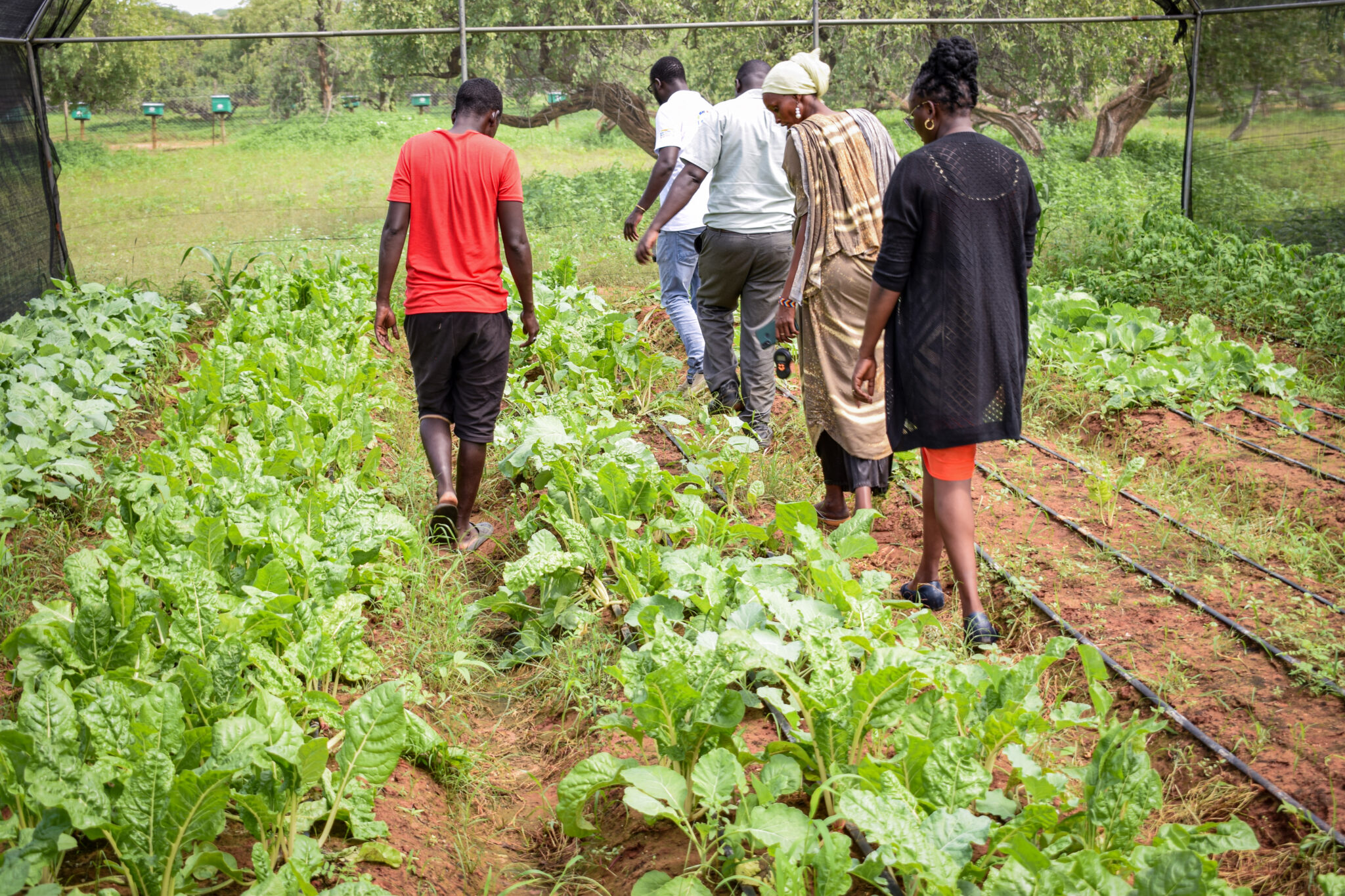 Transforming Women’s Livelihoods Through Cricket Rearing in Kenya ...