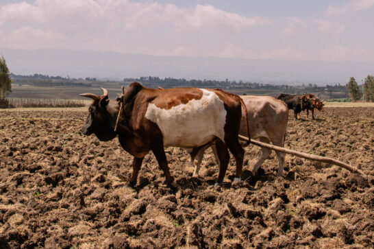 Aynalem Tufa, farmer in Assela, Ethiopia, participates in the STARS programme.