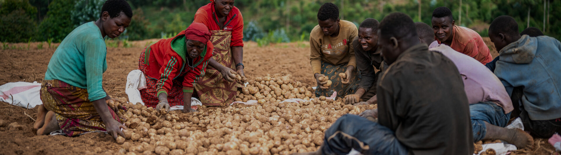 Potato farmers in Burundi.