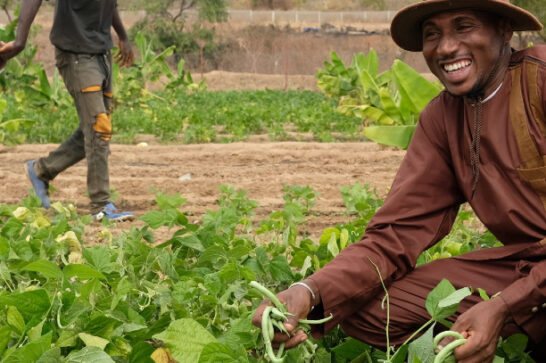 Biological farmer in Mali.