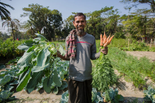 farming salt-tolerant vegetables Bangladesh
