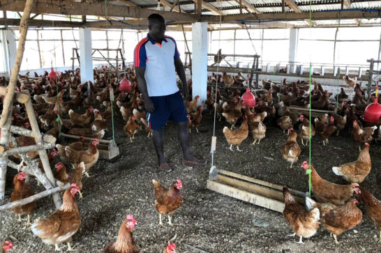 Poultry sector Sierra Leone Investments