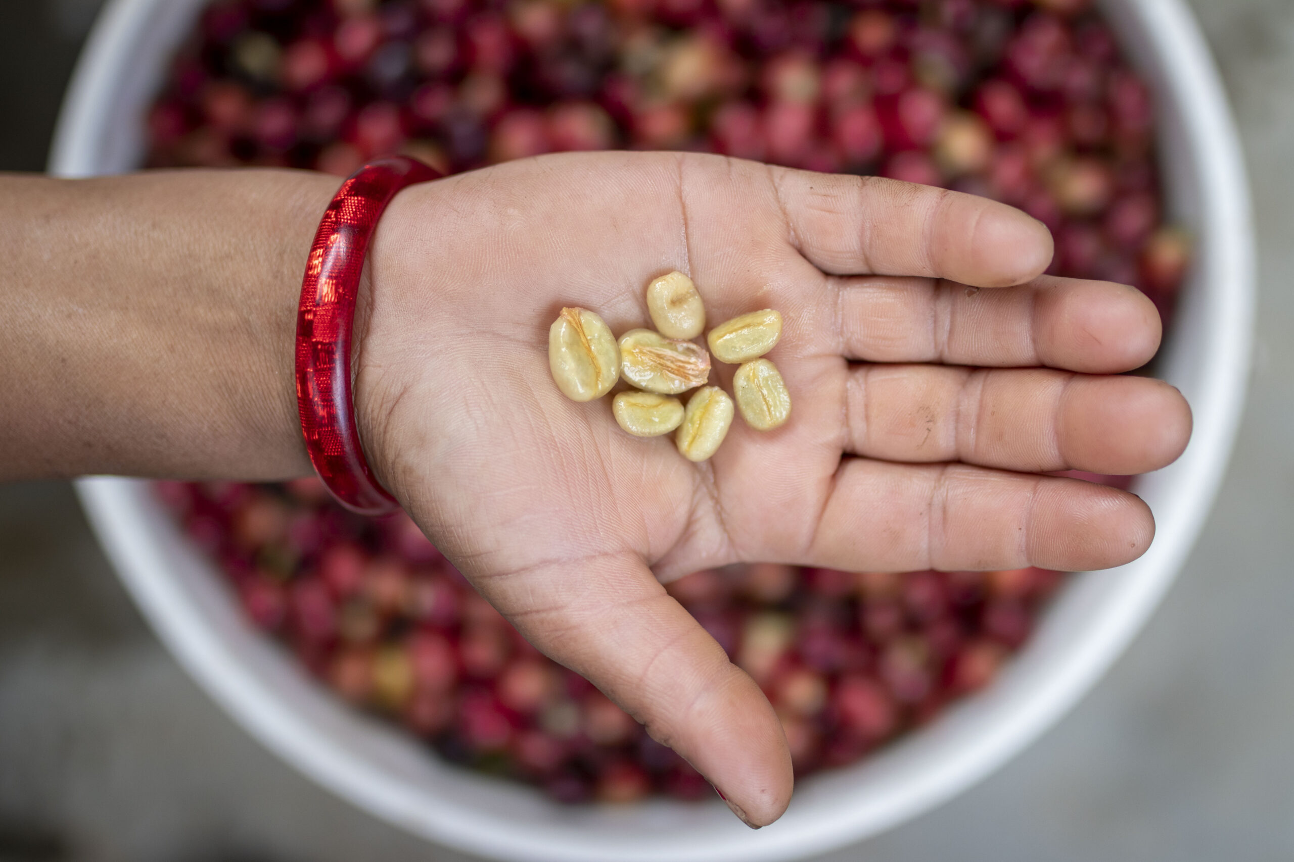 open palm of a hand holding coffee cherries