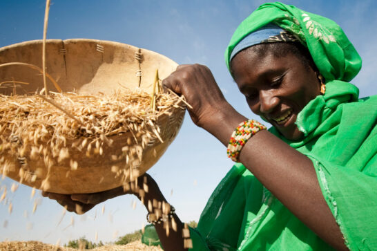 woman separating rice grains and husk