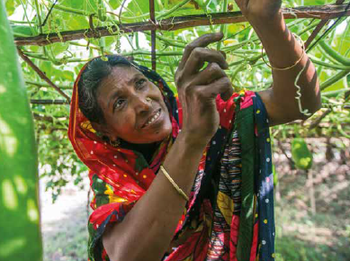 Woman in the field in Bangladesh