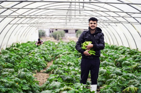 man standing in a green house holding courgettes