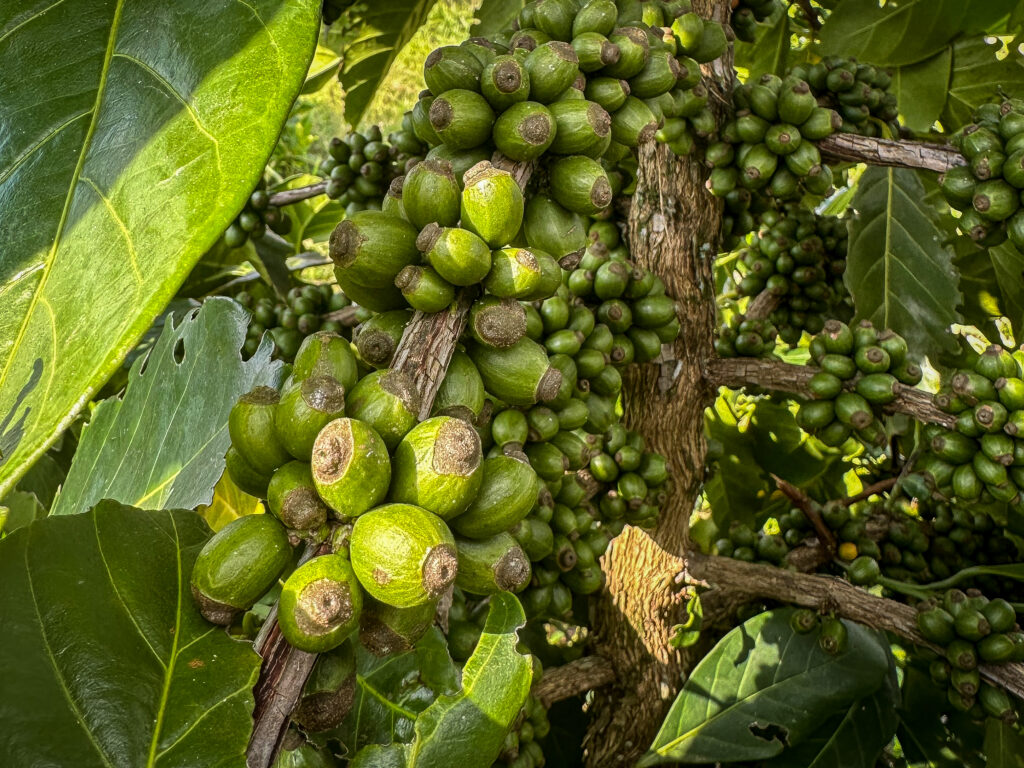 green coffee cherries in the sun