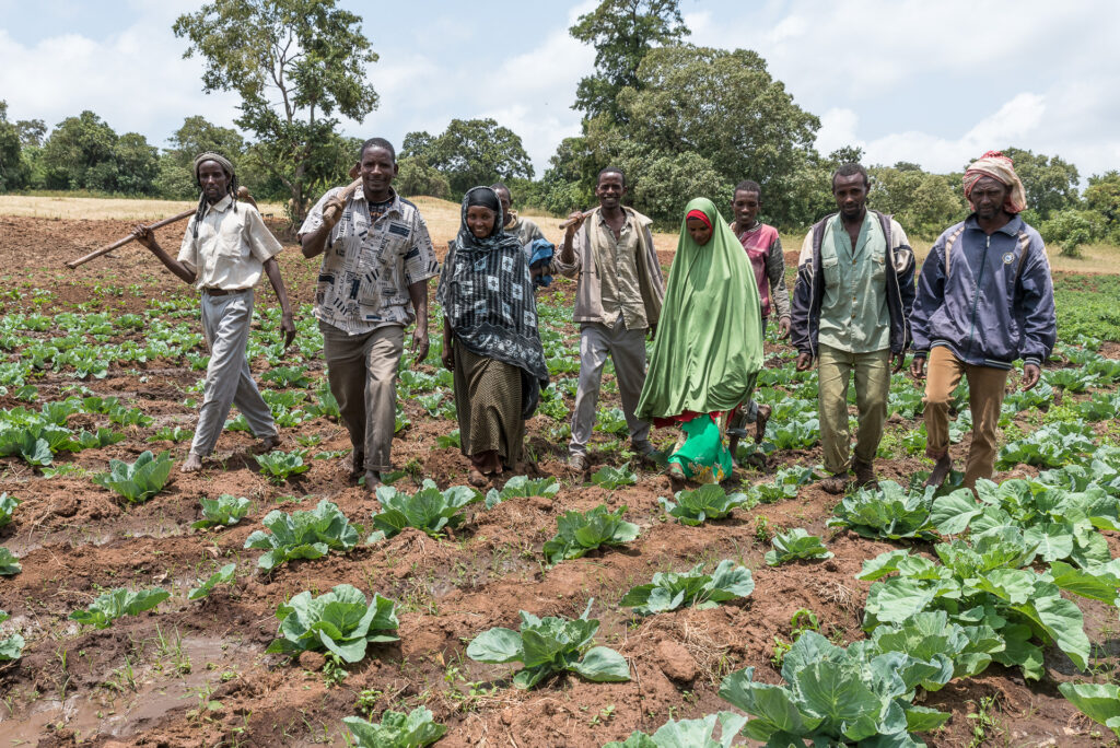 men and women standing in a farm field full of cabbages