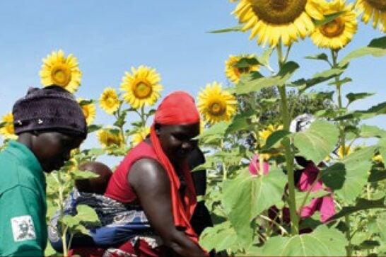 Agrifood business in Uganda