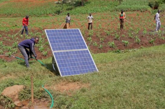 Rwandese youth participating in Cordaid's Starlit project for youth engagement in agriculture.