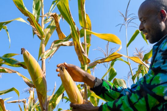 Rwandan maize farmer