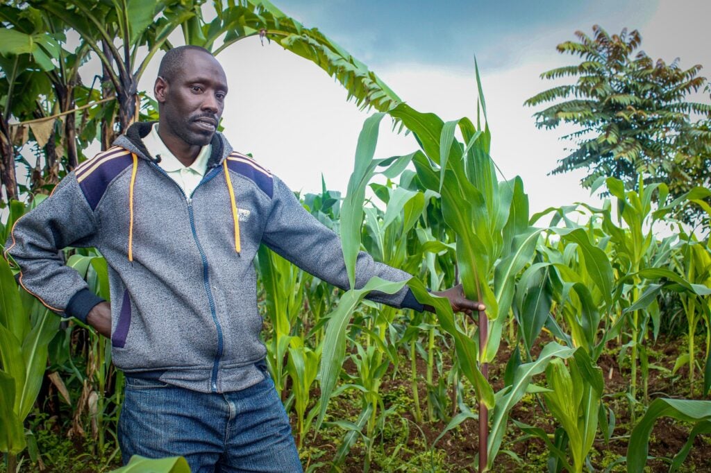 Burundian farmer in a corn field.