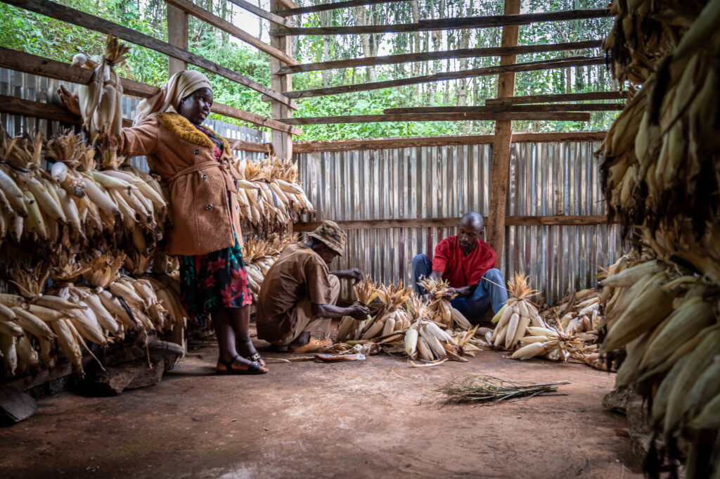 Rwandan maize farmers.