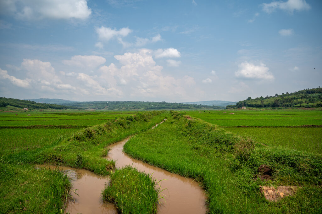 Landscape and rice fields in Rwanda's Eastern Province.