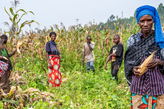 Rwandan maize farmers working in their field.
