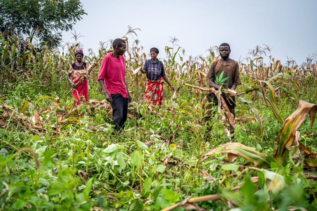 Rwandan maize farmers harvesting their crops.