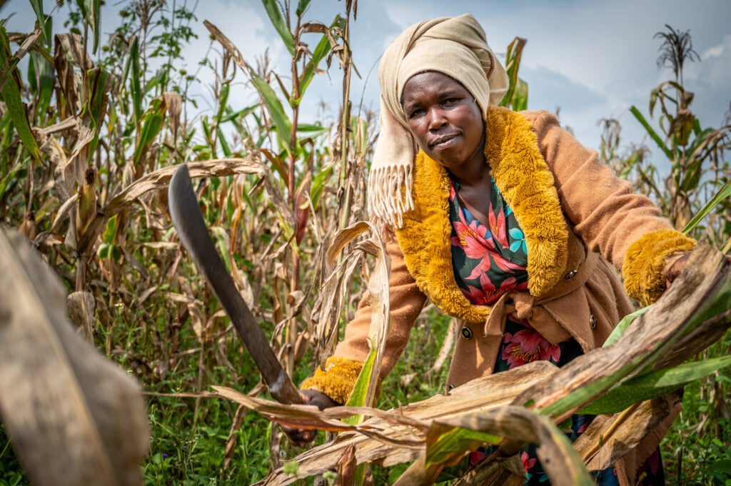 Rwandan maize farmer.