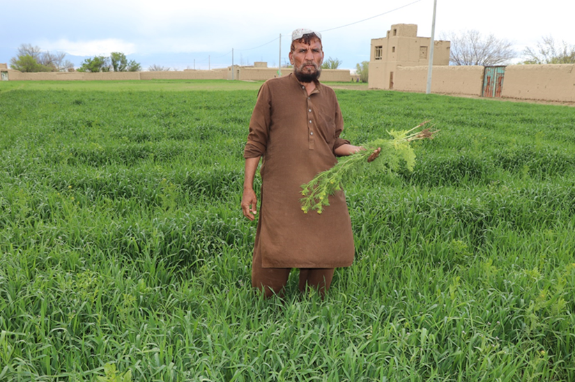 Afghan wheat farmer.