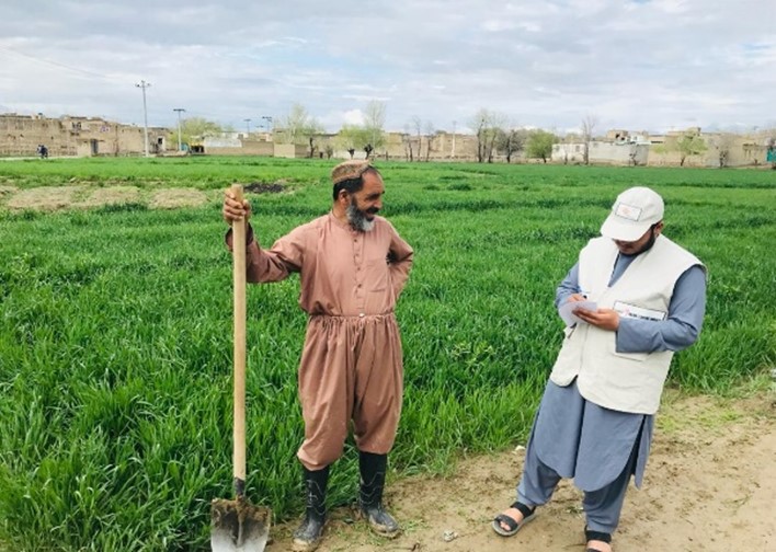 Afghan wheat farmer.