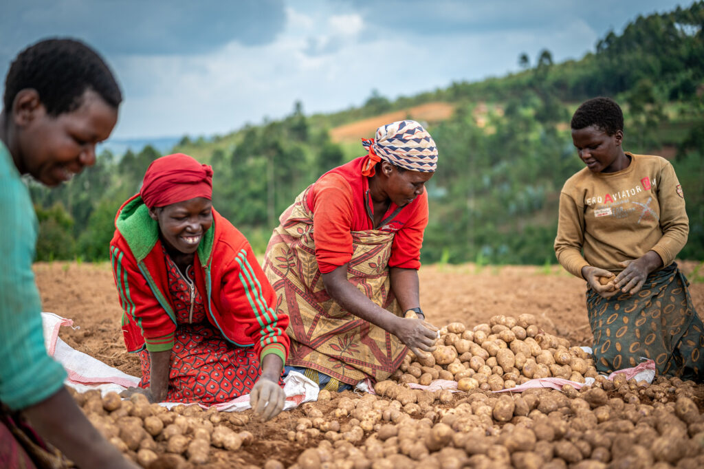 Burundese aardappelboeren.